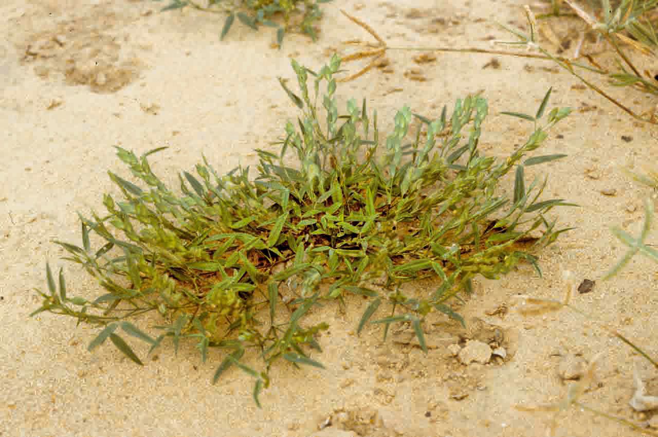 Zornia glochidiata habit