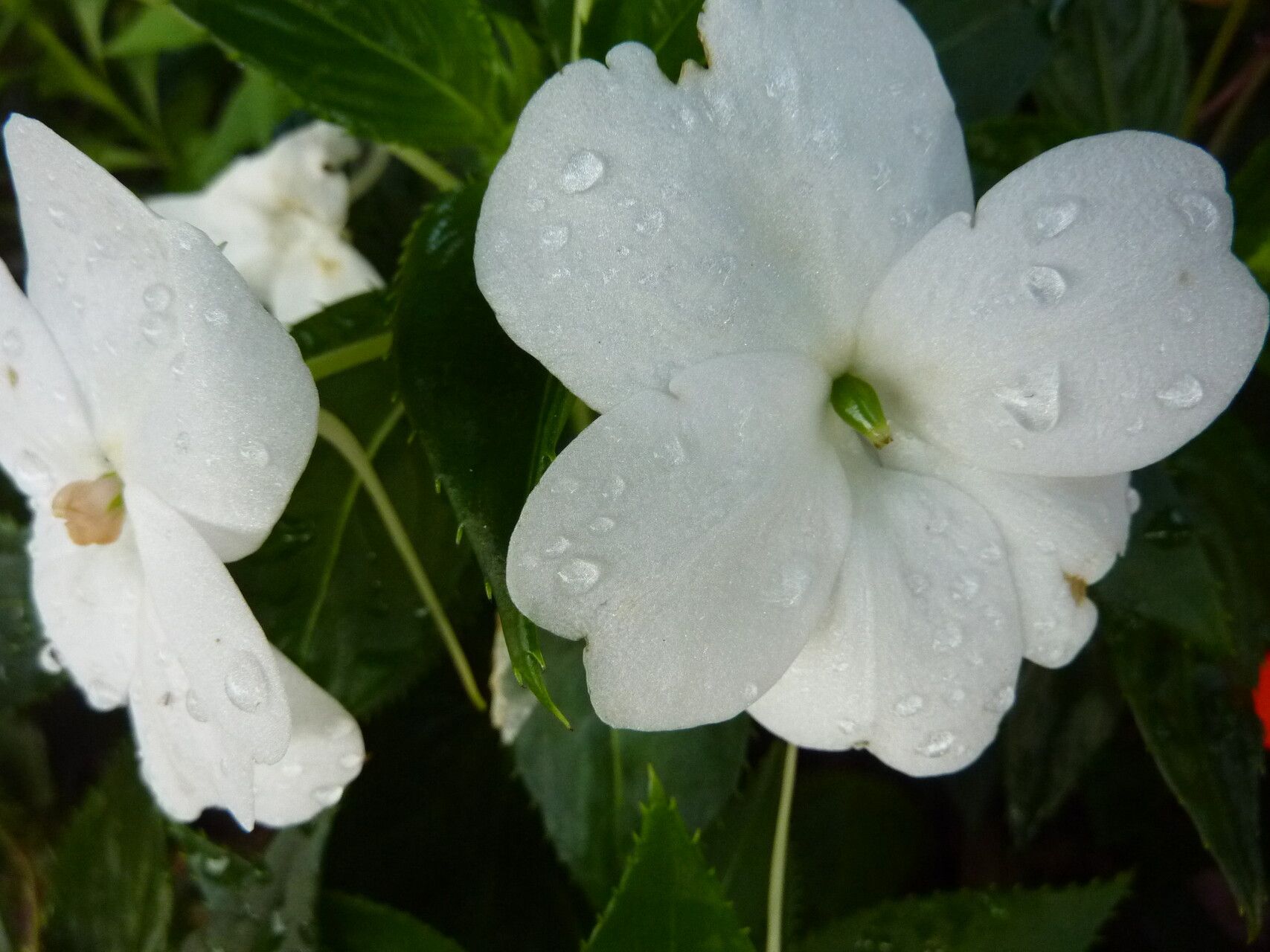 Impatiens sodenii flower
