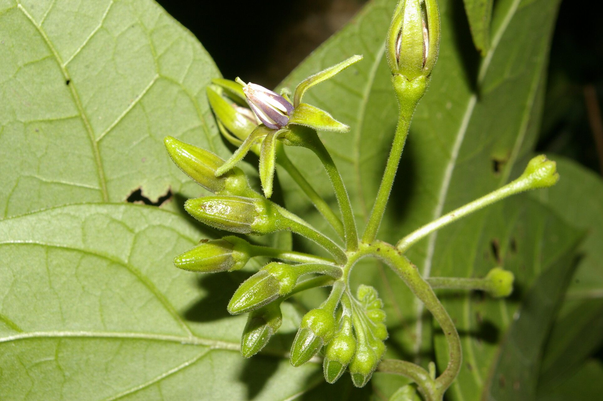 Solanum circinatum flower