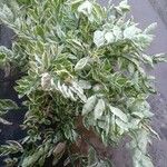 Euphorbia tithymaloides