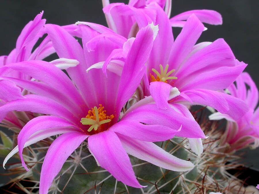 Cochemiea schumannii flower