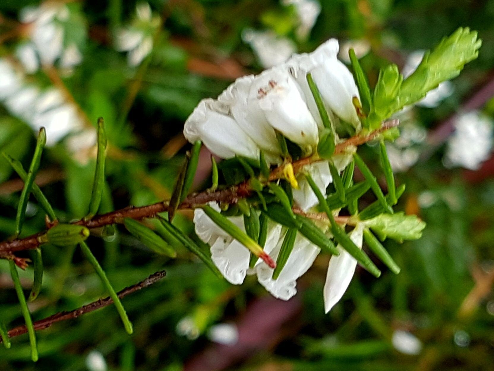Epacris obtusifolia — search result for 'Epacris'