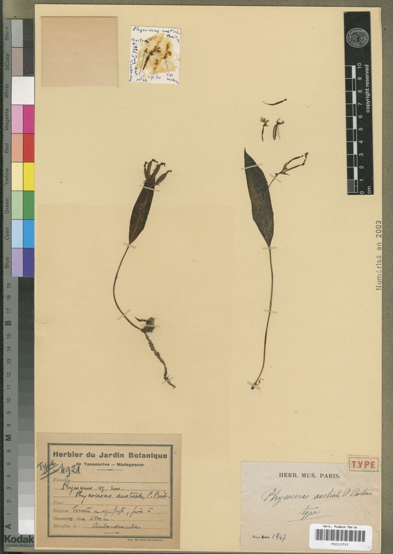 Cynorkis australis — houseplant care guide