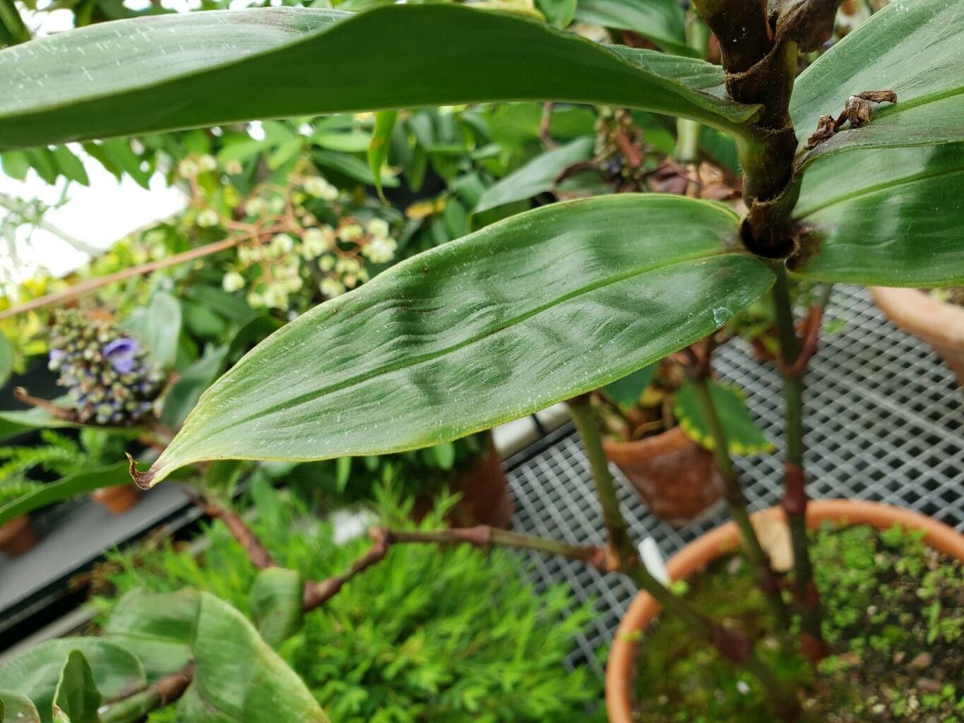 Dichorisandra musaica — related species from the same genus