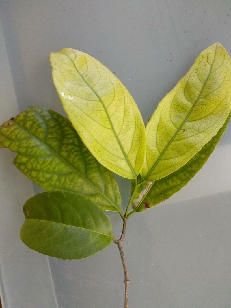 Pterocarpus officinalis — flood tolerant houseplant