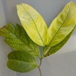 Pterocarpus officinalis