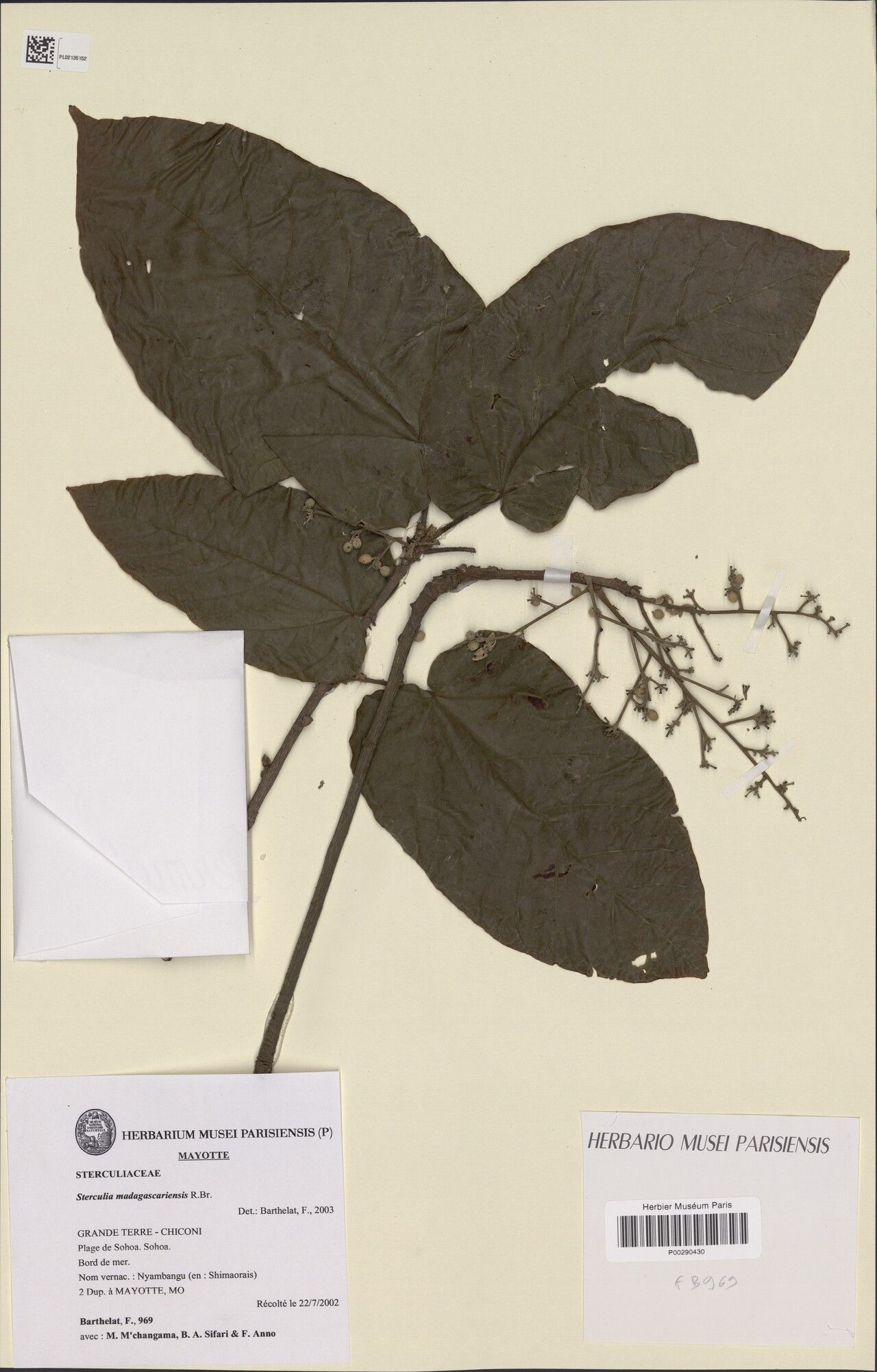 Sterculia comorensis — houseplant care guide