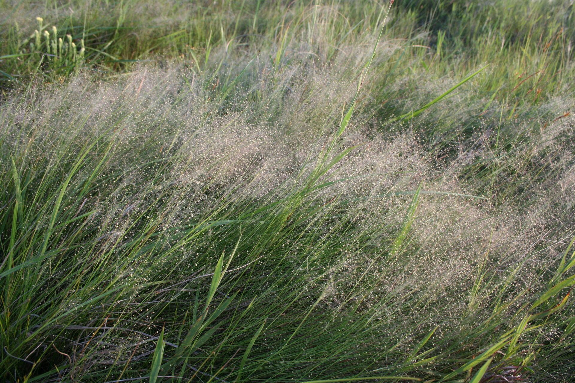 Sporobolus subtilis — houseplant care guide