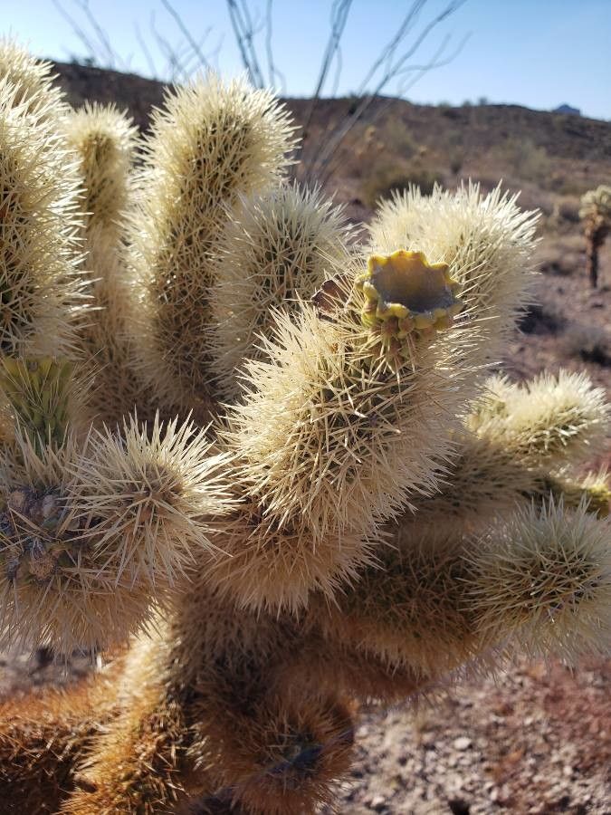 Cylindropuntia bigelovii