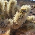 Cylindropuntia bigelovii