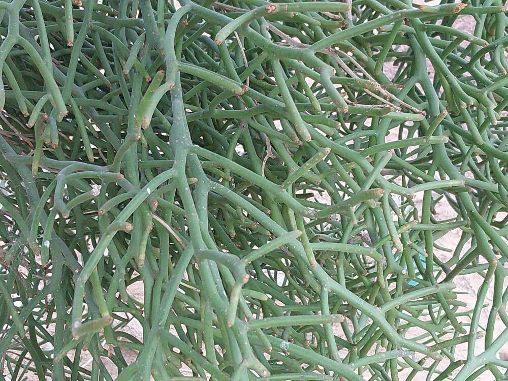 Euphorbia arahaka leaf