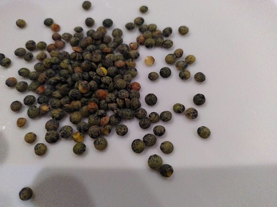 Lens culinaris fruit