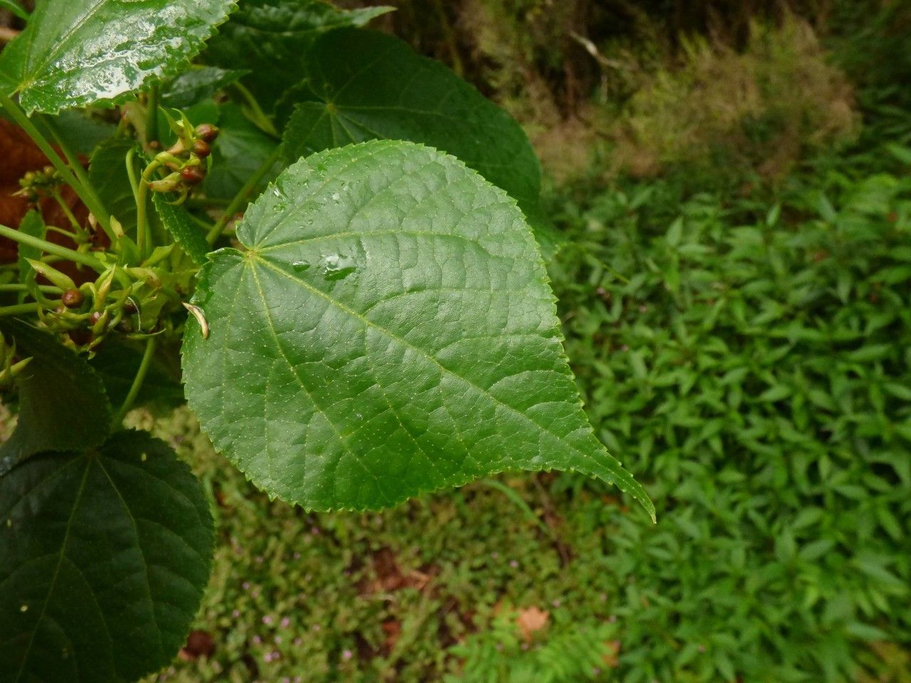 Dombeya elegans leaf