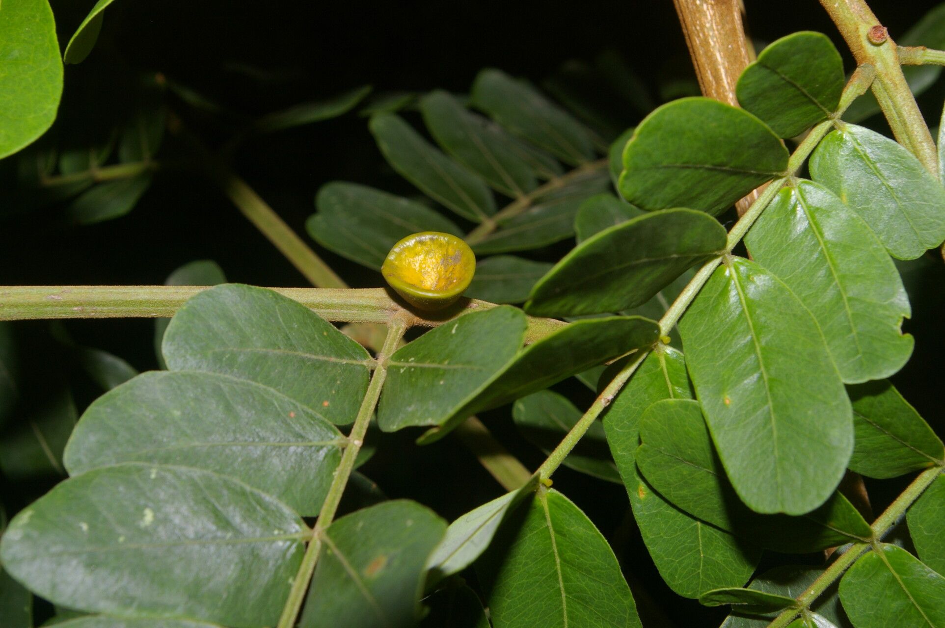 Abarema macradenia fruit