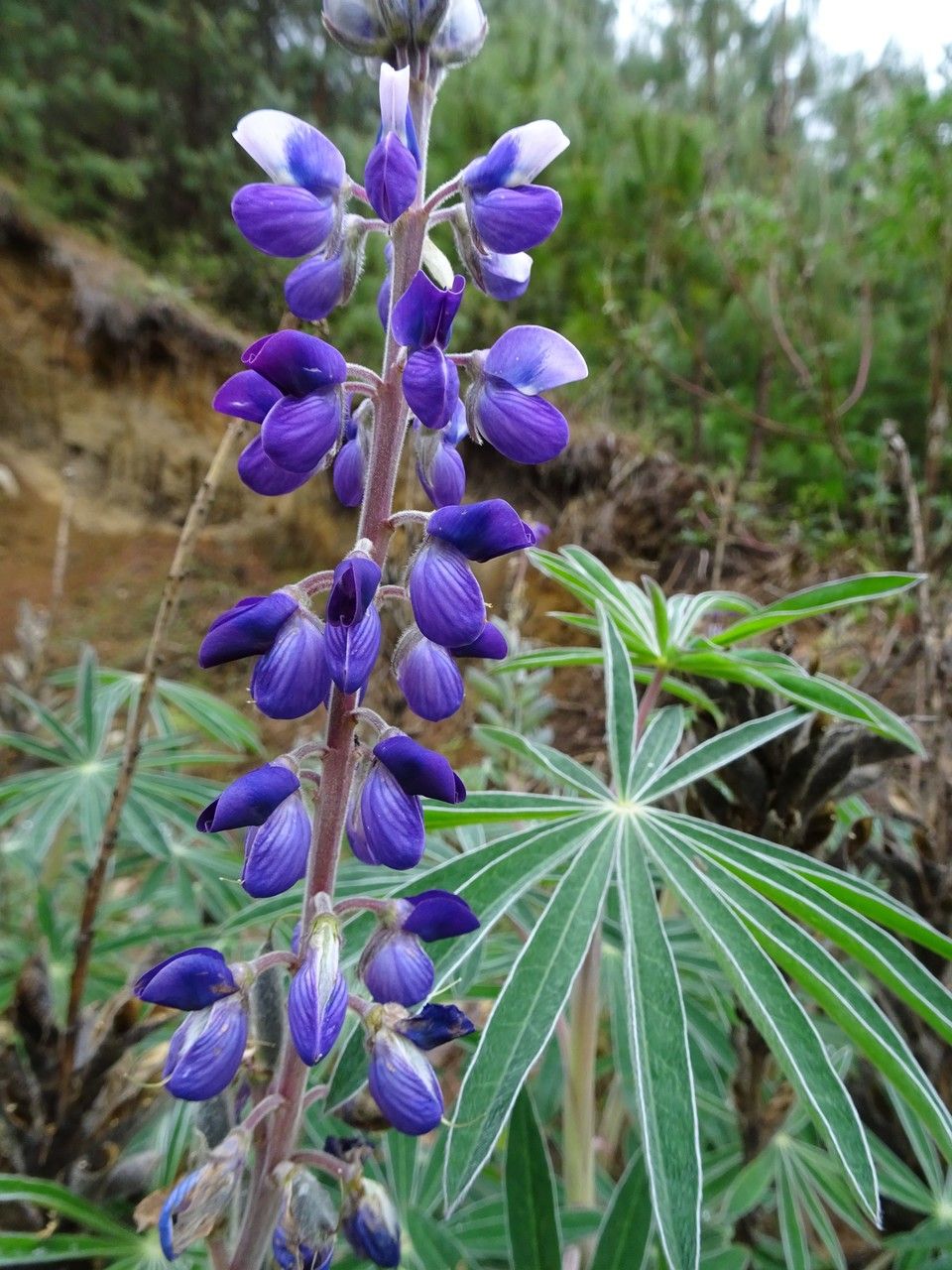 Lupinus montanus flower