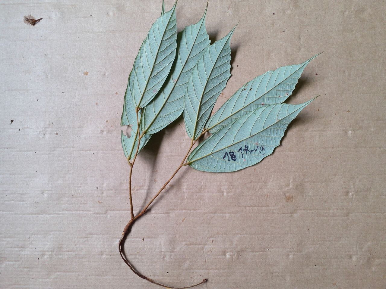 Theobroma subincanum — search result for 'Theobroma'