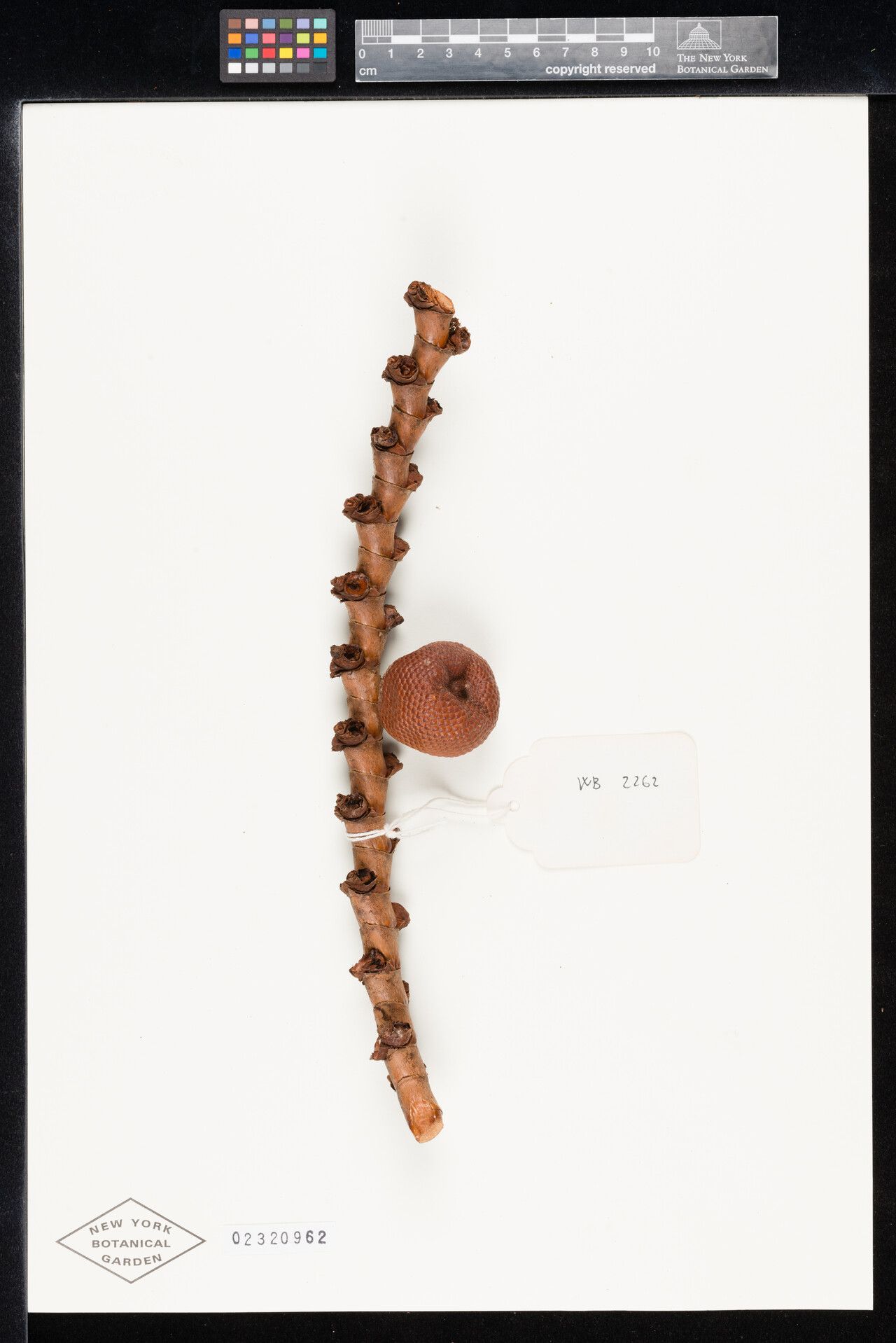 Mauritia carana fruit