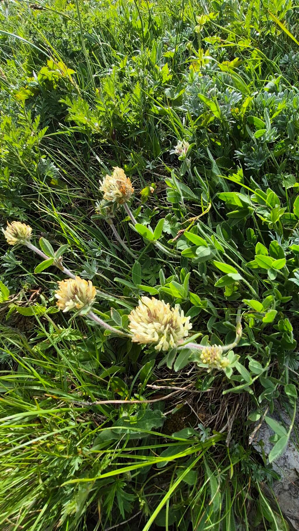 Trifolium noricum flower