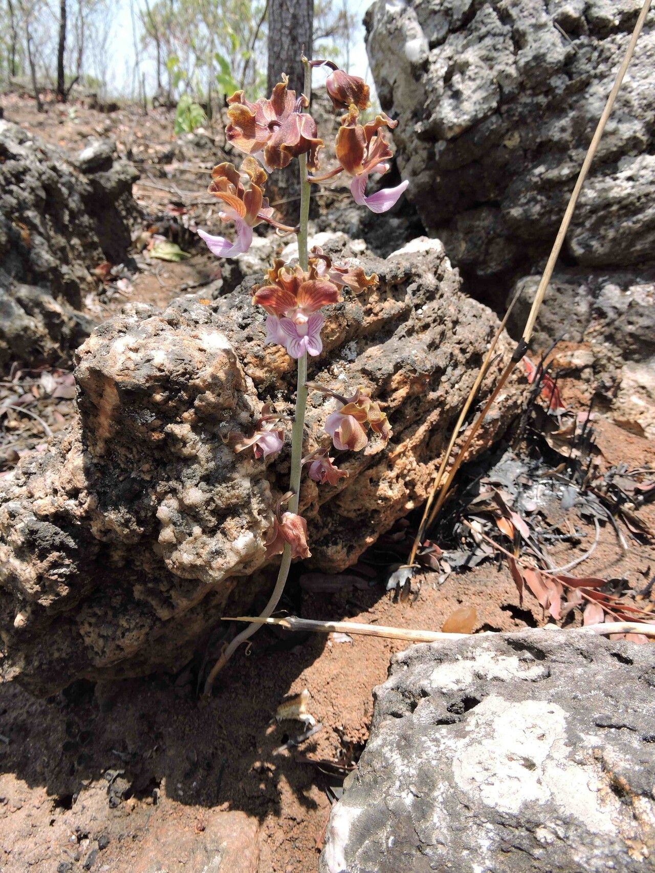 Eulophia gonychila — houseplant care guide