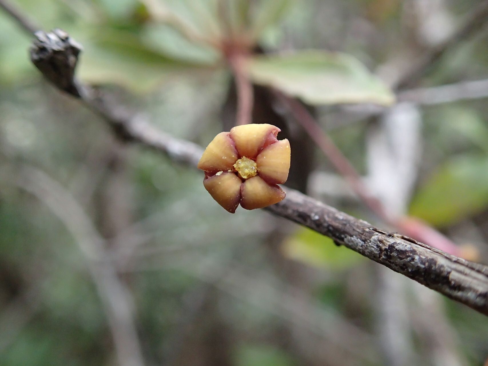 Pittosporum gracile — search result for 'Pittosporum'