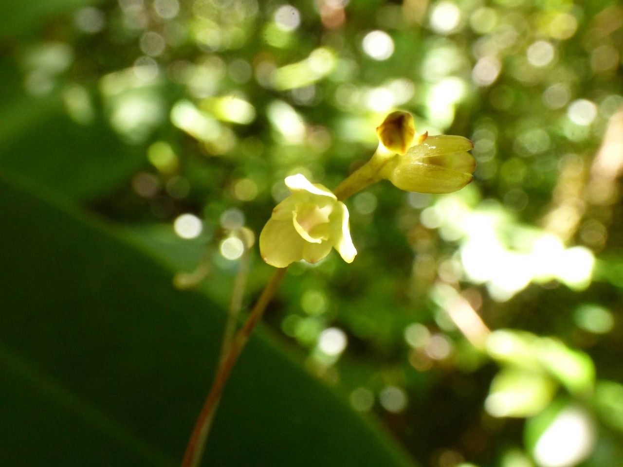 Bulbophyllum minutum flower
