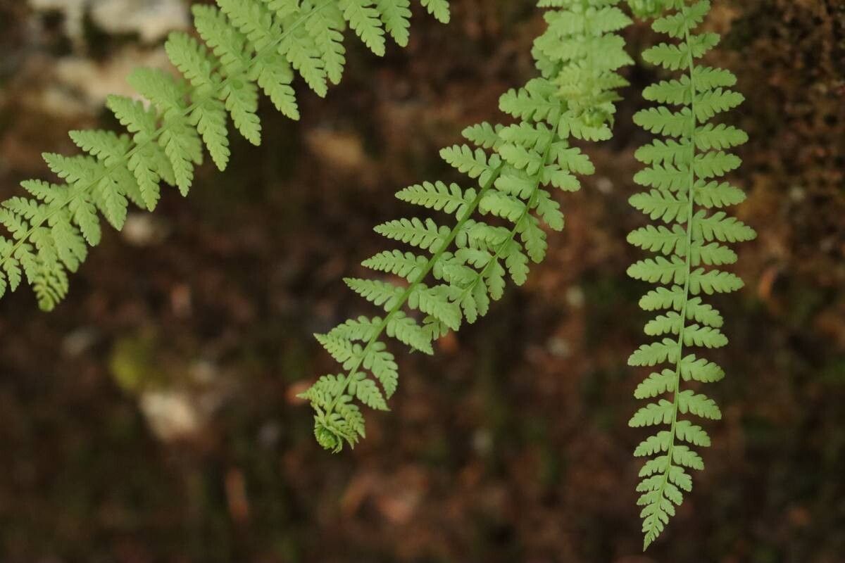 Woodsia manchuriensis — houseplant care guide