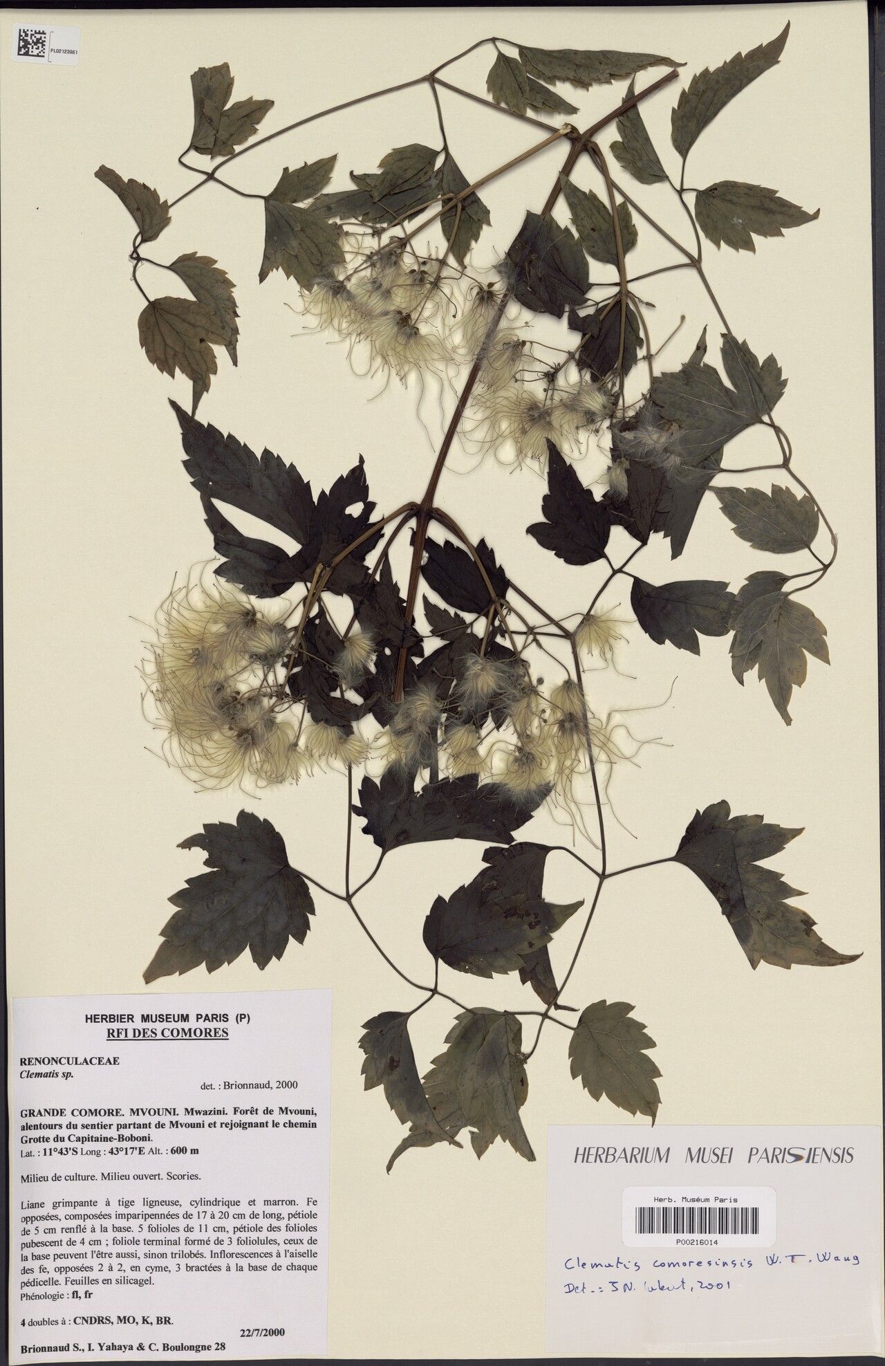 Clematis comoresensis — search result for 'Clematis'