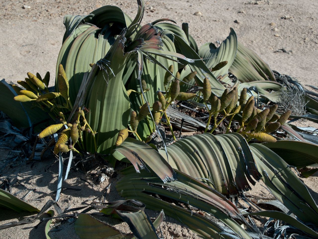 Welwitschia mirabilis fruit