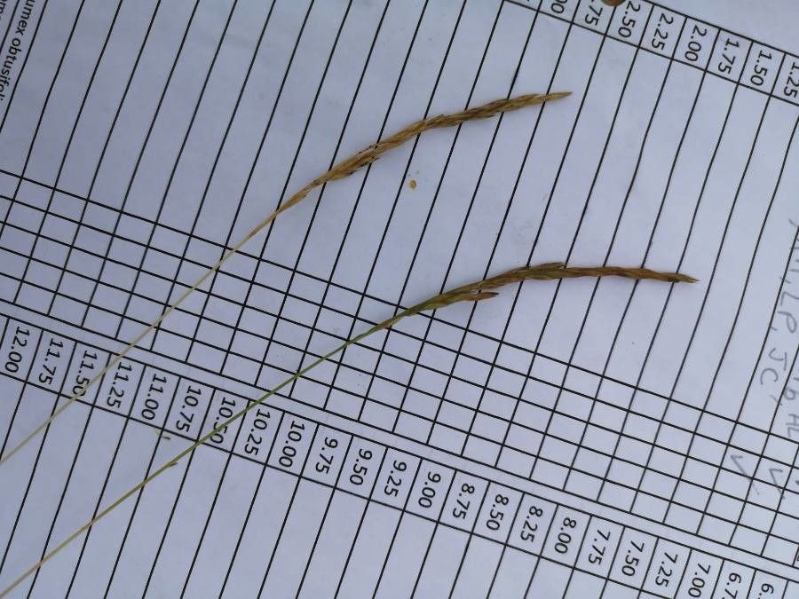 Elymus trachycaulus flower