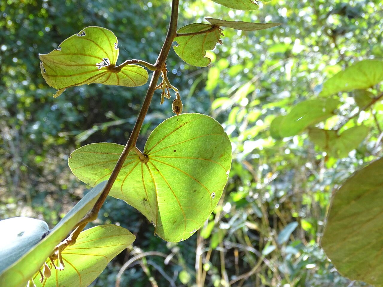 Piliostigma thonningii — related species from the same genus