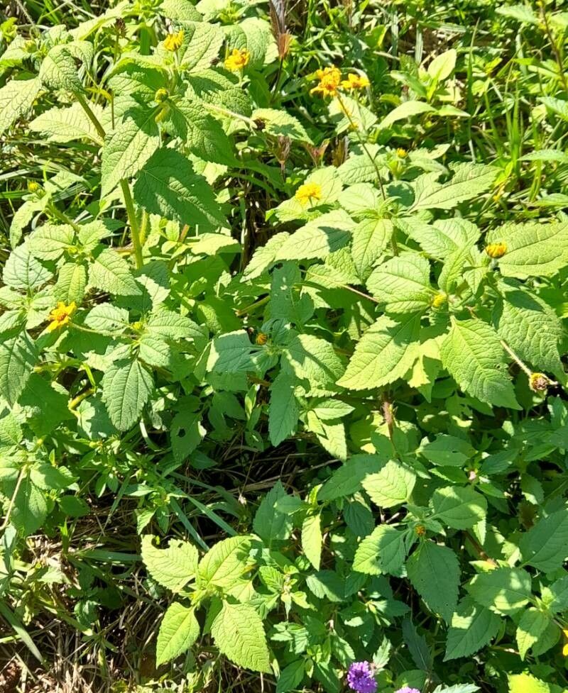 Wedelia subvelutina habit