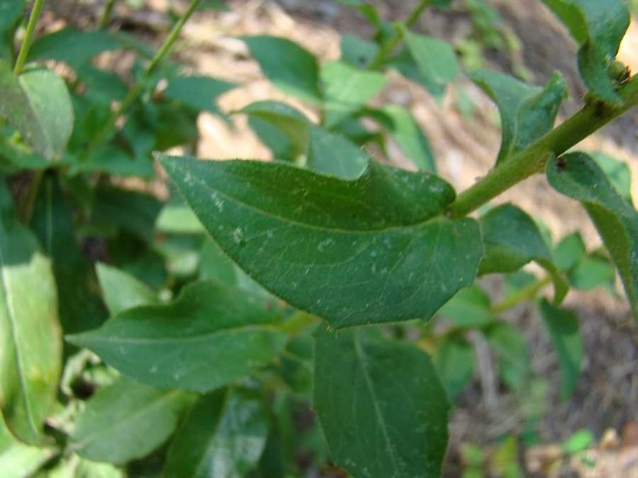 Hieracium racemosum — search result for 'Hieracium'