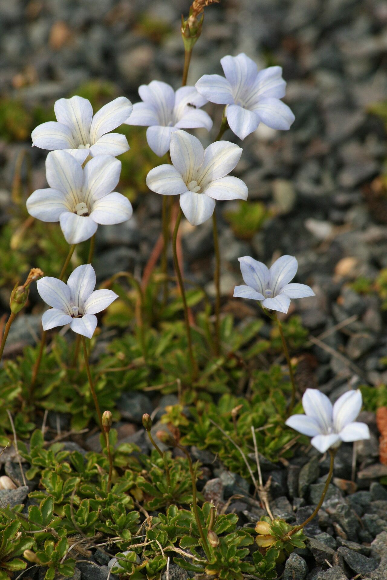 Wahlenbergia albomarginata — related species from the same genus