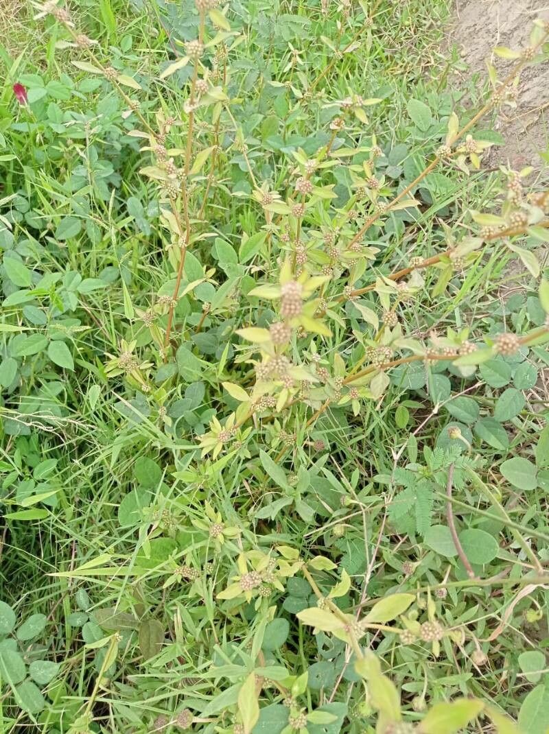 Mitracarpus hirtus fruit