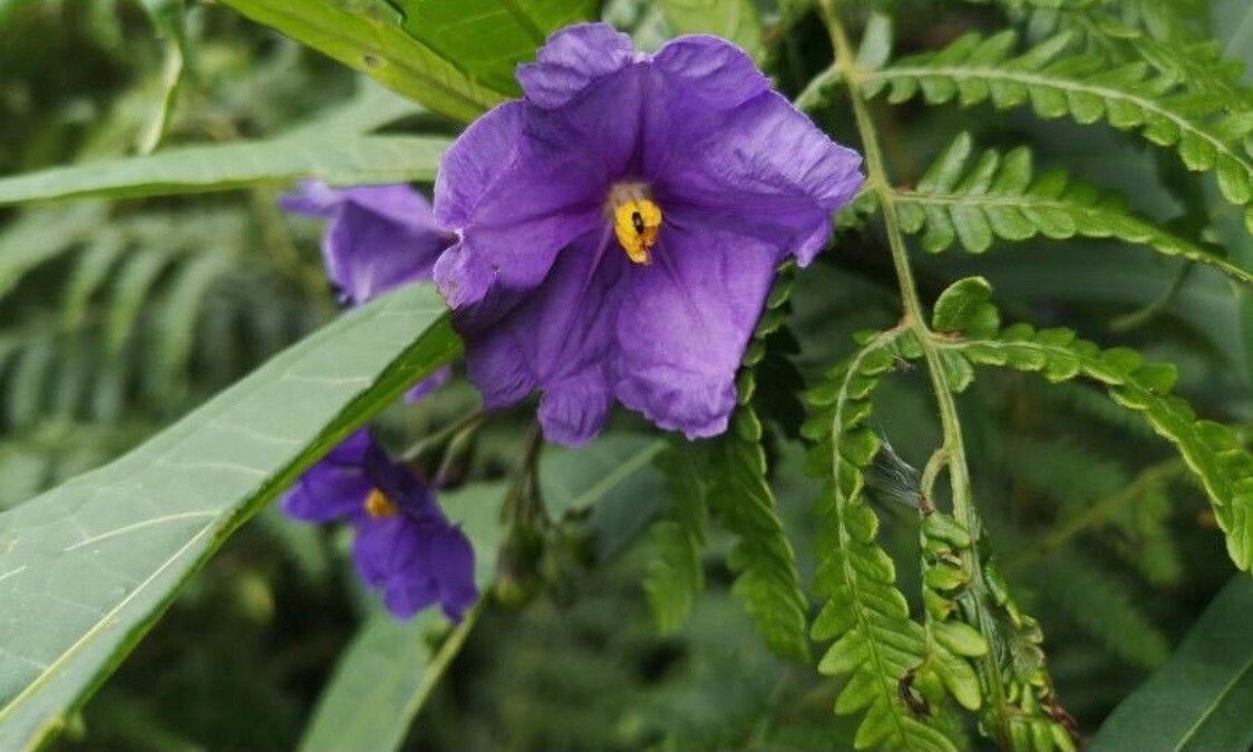 Solanum nudum flower