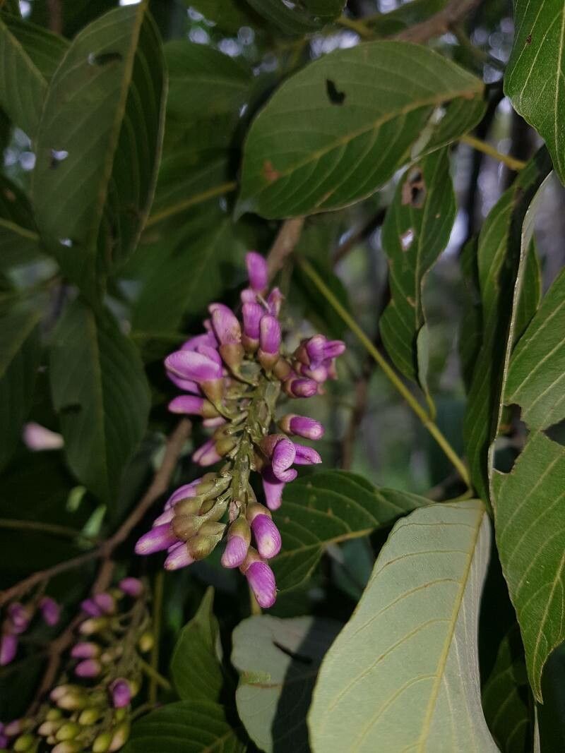 Lonchocarpus acuminatus flower