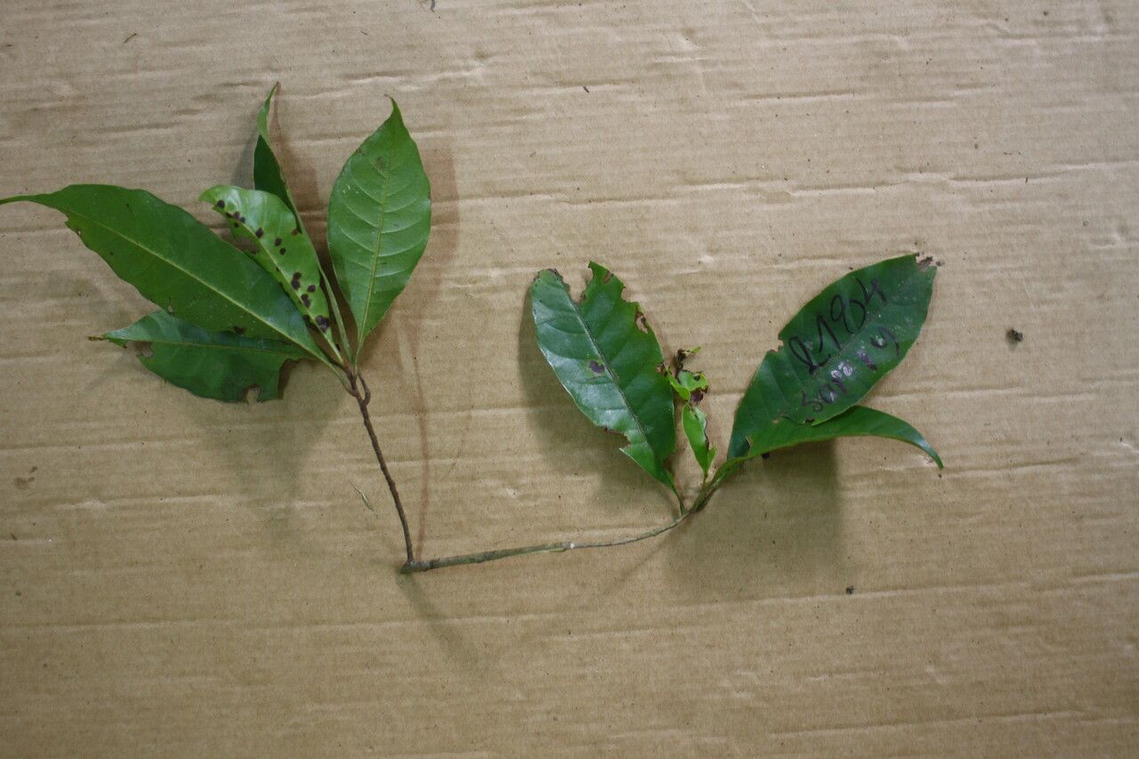 Pradosia cochlearia leaf