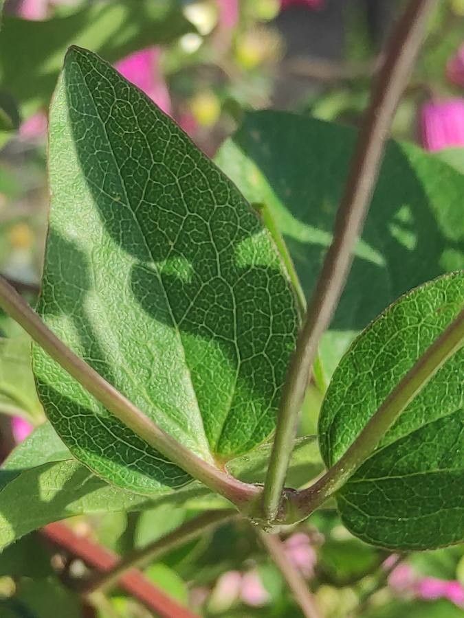 Clematis viorna leaf