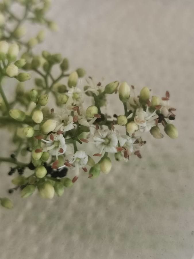 Ehretia tinifolia flower
