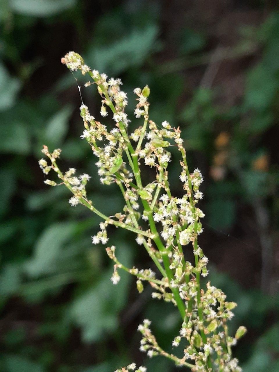 Rumex arifolius flower