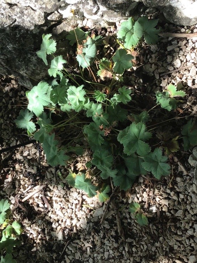 Alchemilla epipsila — search result for 'Alchemilla'