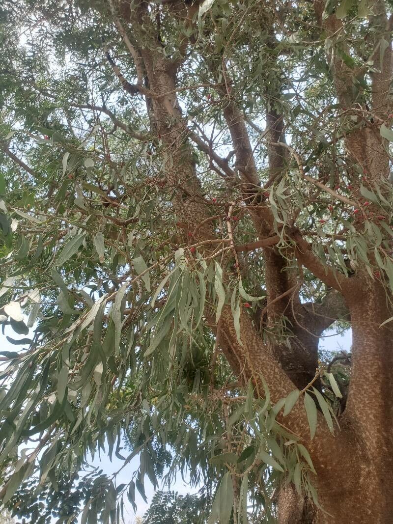 Tapinanthus cordifolius — houseplant care guide