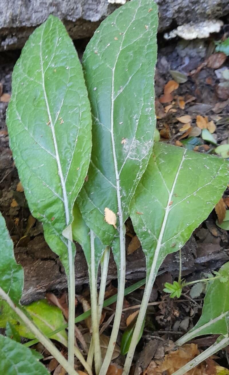 Adenocaulon chilense — related species from the same genus