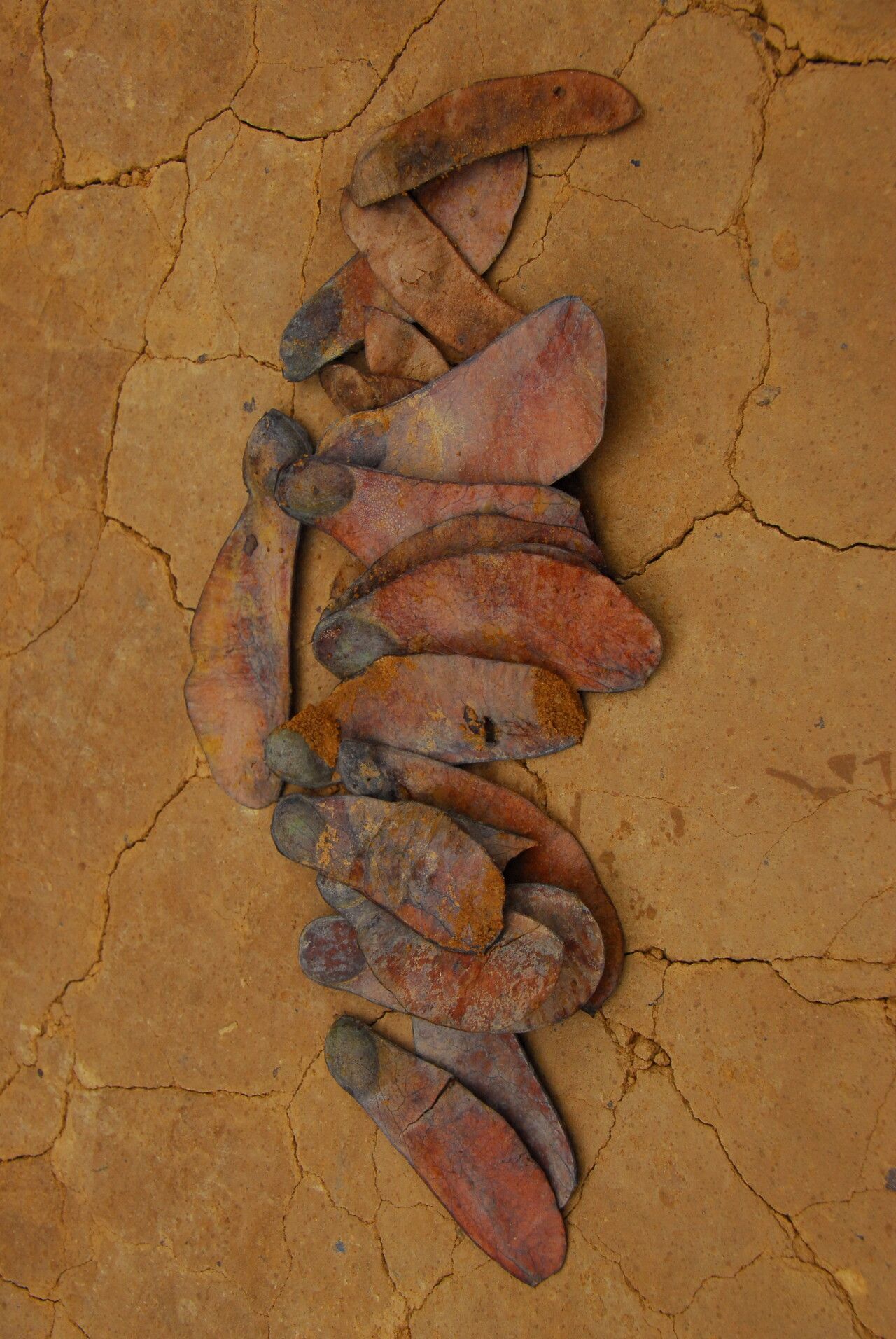 Prioria balsamifera fruit