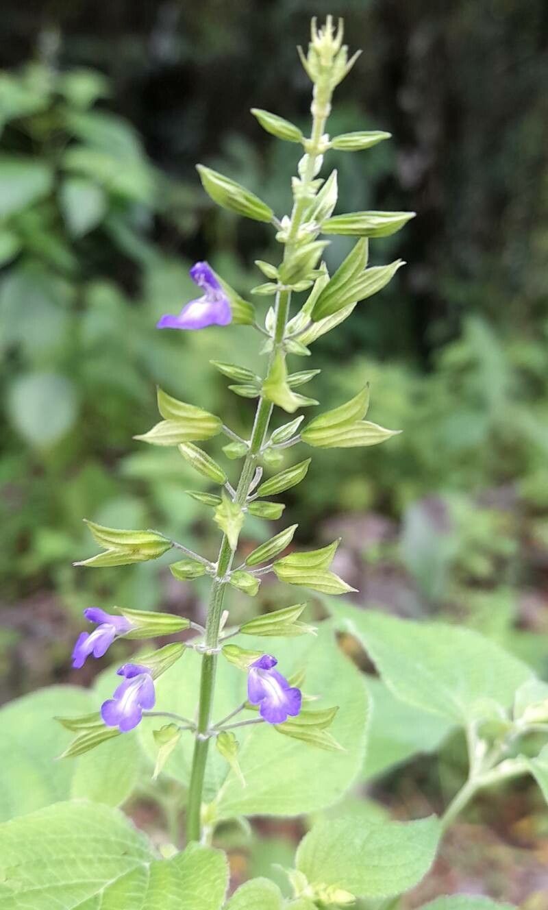 Salvia personata flower
