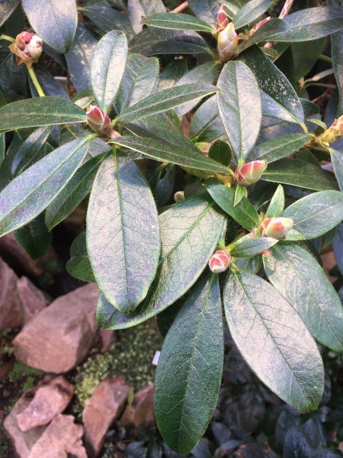 Rhododendron maddenii — search result for 'Bhutan'