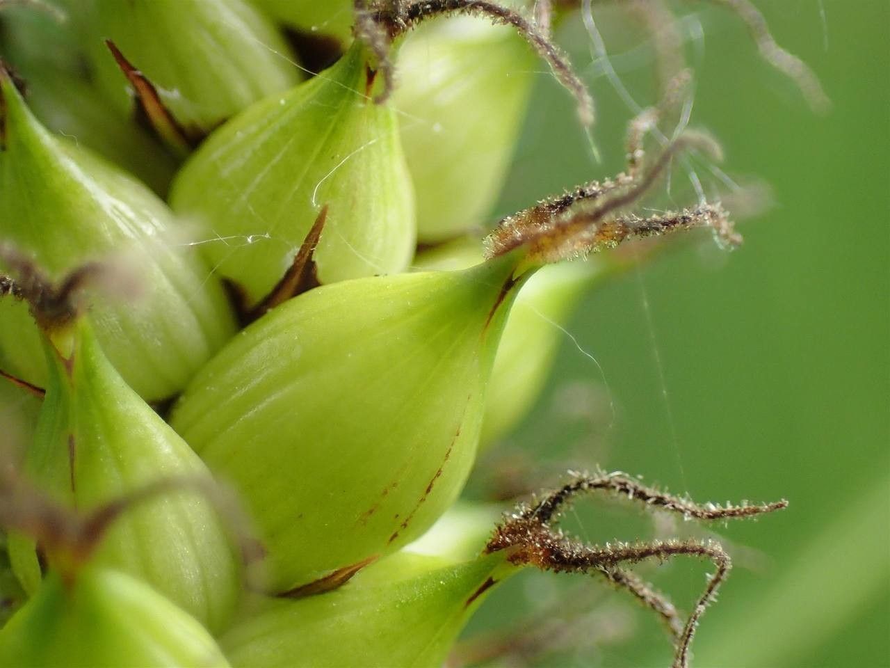 Carex melanostachya fruit