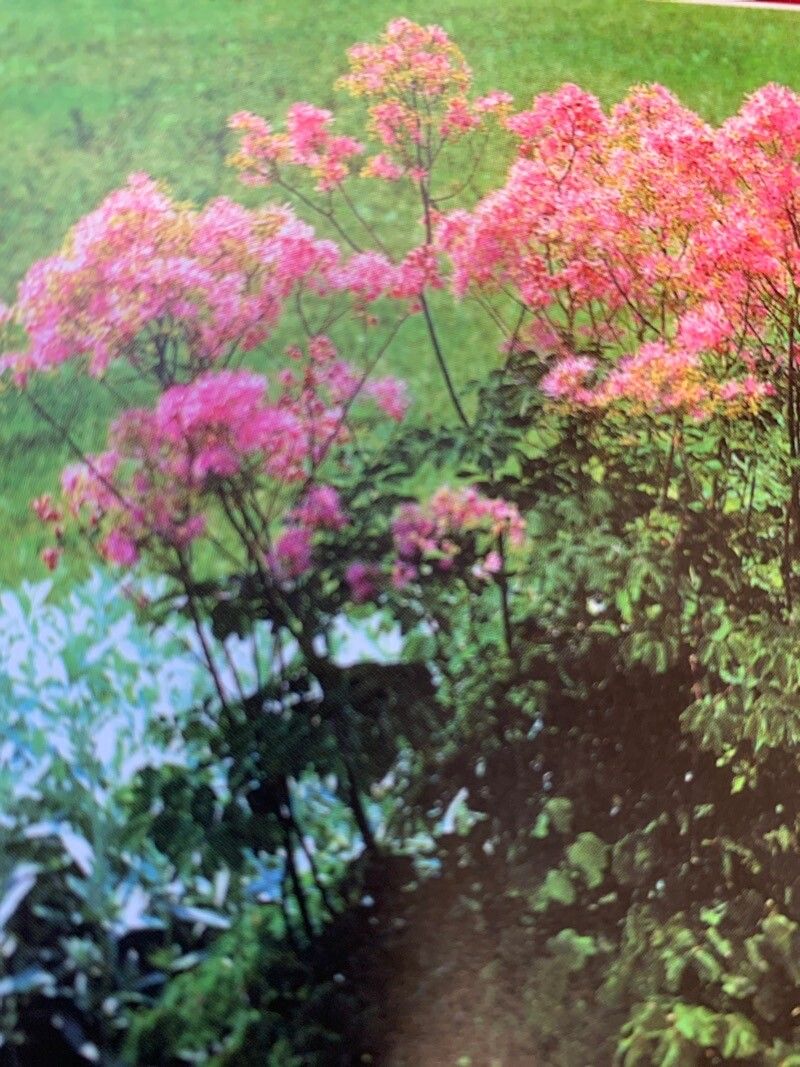 Thalictrum aquilegifolium flower