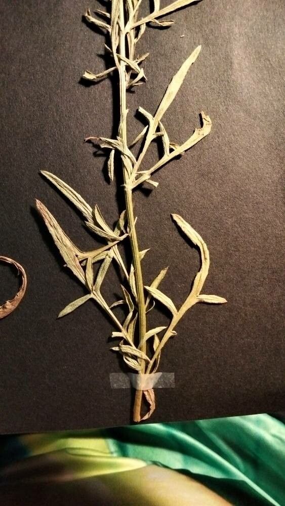 Centaurea langei — houseplant care guide