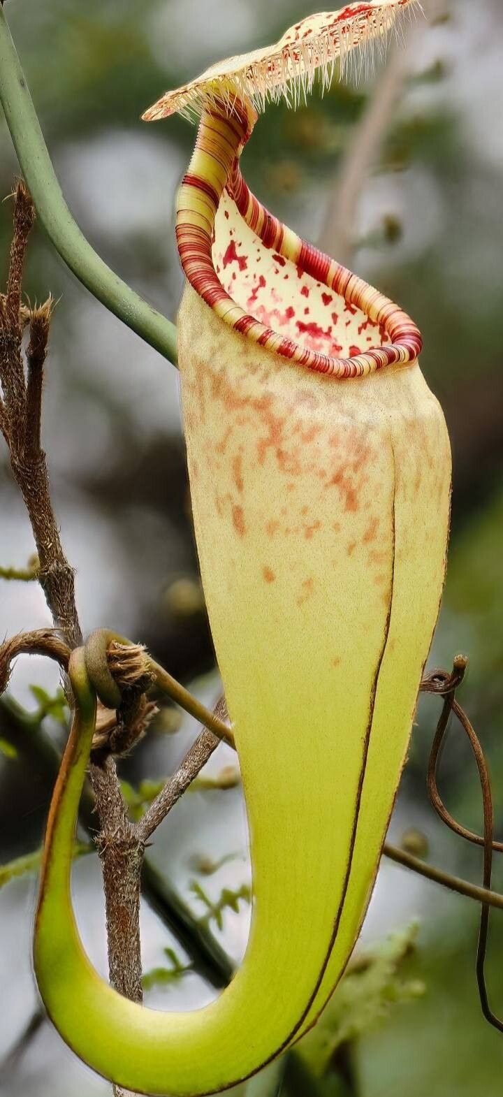Nepenthes macfarlanei — search result for 'Nepenthes'